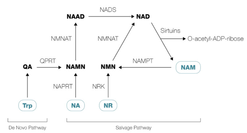 NAD salvage pathway